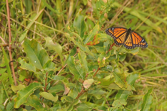 D74_3239