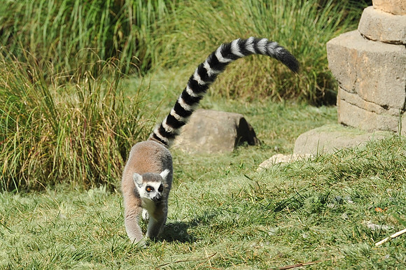 INDY_7-15-11_LLC_ZOO-100