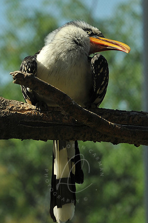 INDY_7-15-11_LLC_ZOO-67