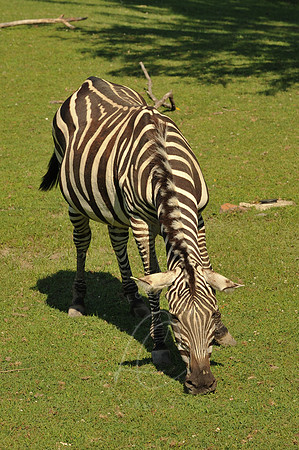 INDY_7-15-11_LLC_ZOO-1