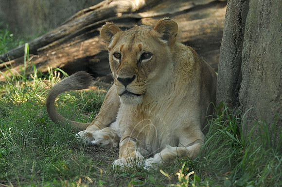 INDY_7-15-11_LLC_ZOO-43