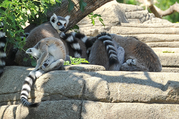 INDY_7-15-11_LLC_ZOO-116