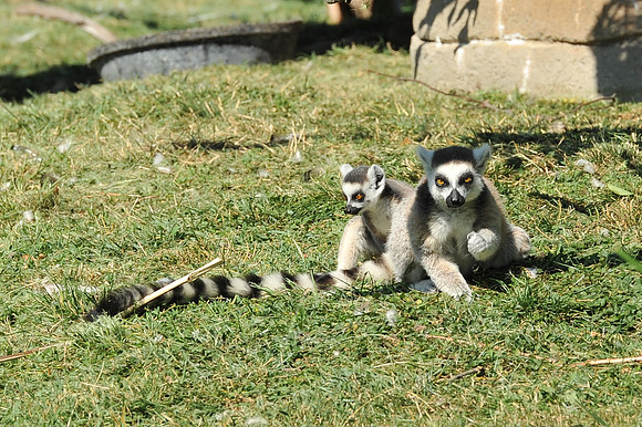 INDY_7-15-11_LLC_ZOO-91