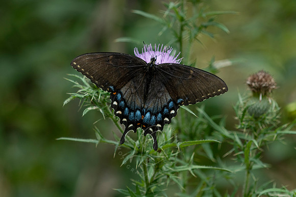 _8508420