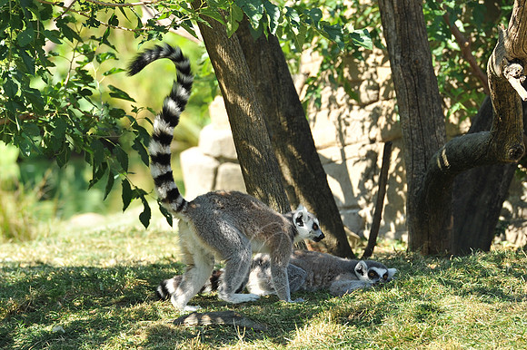 INDY_7-15-11_LLC_ZOO-112