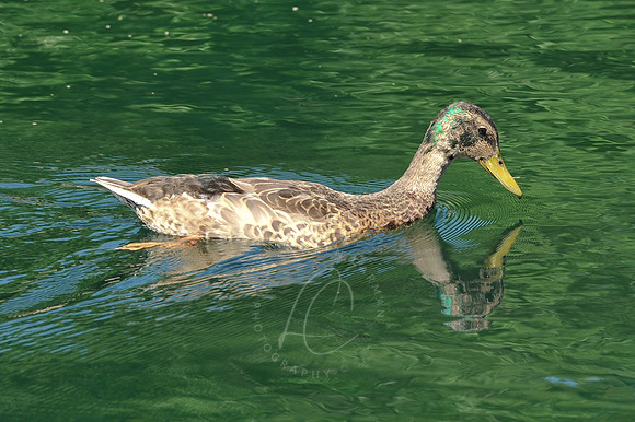 INDY_7-15-11_LLC_ZOO-119