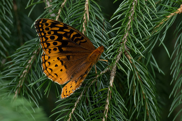 _ZZ74671
