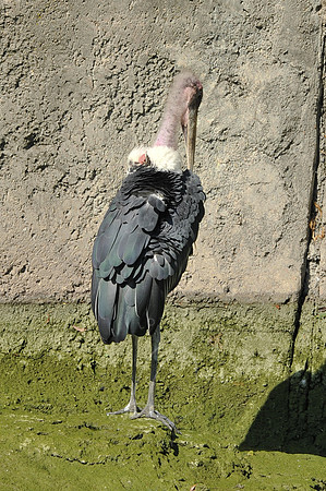 INDY_7-15-11_LLC_ZOO-11