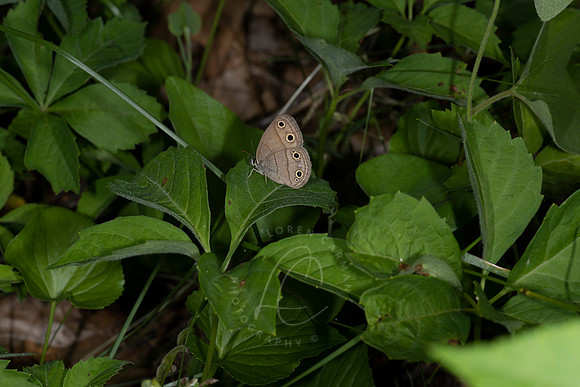 _ZZ74360