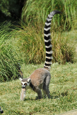 INDY_7-15-11_LLC_ZOO-110