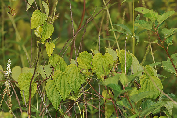 D74_3217