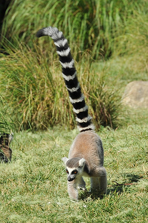 INDY_7-15-11_LLC_ZOO-107