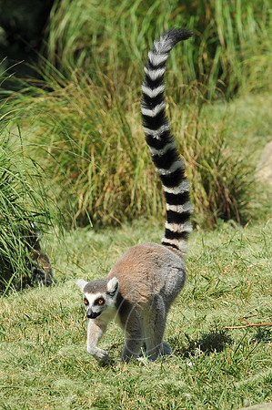 INDY_7-15-11_LLC_ZOO-109