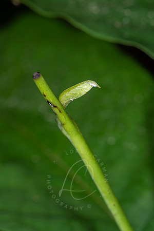_8104263