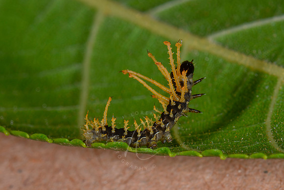 _Z996090