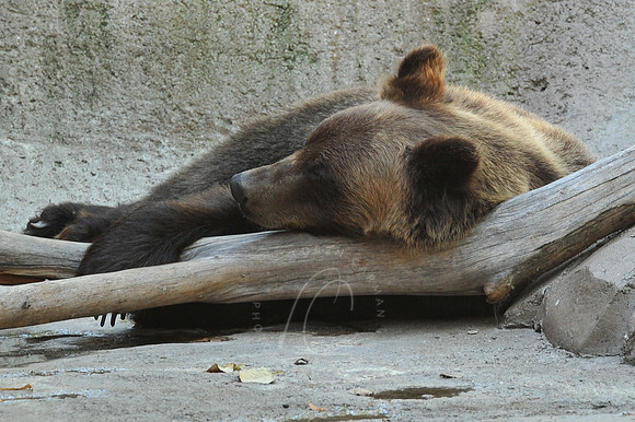 INDY_7-15-11_LLC_ZOO-153