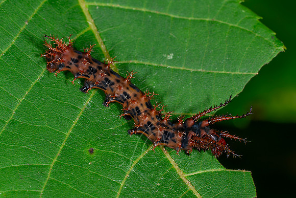 _Z996739