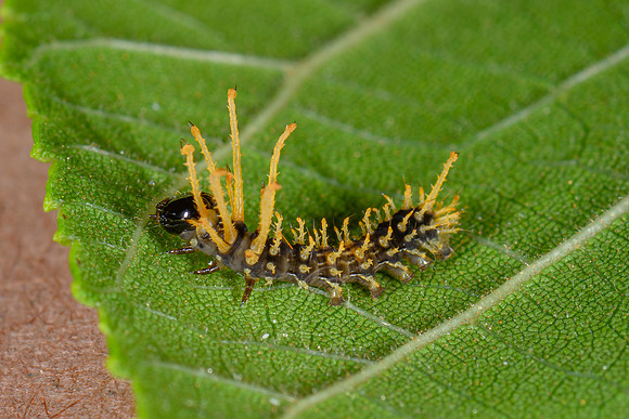 _Z996083