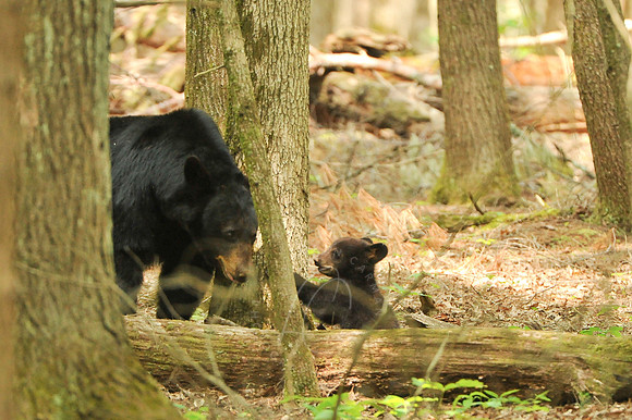 001_6016